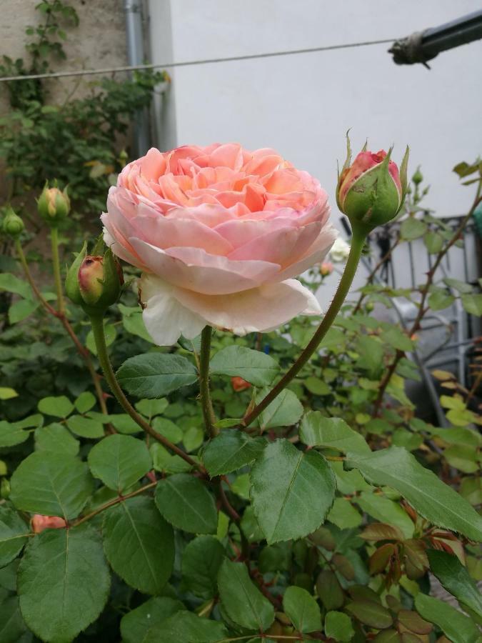Gaestezimmer & Apartment Mayrhofer ไวด์โฮเฟิน อัน แดร์อิบส์ ภายนอก รูปภาพ