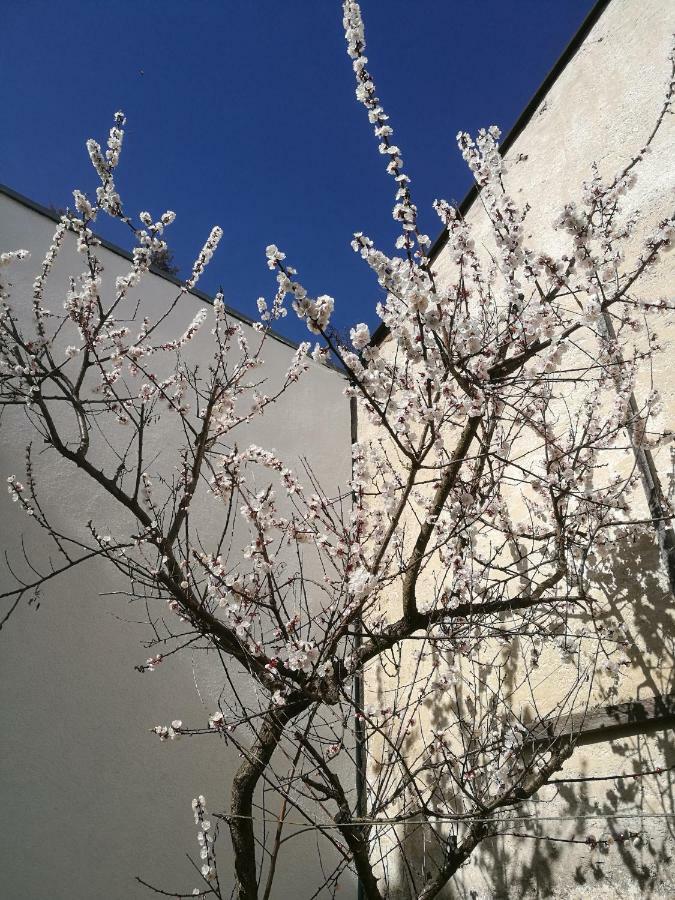 Gaestezimmer & Apartment Mayrhofer ไวด์โฮเฟิน อัน แดร์อิบส์ ภายนอก รูปภาพ